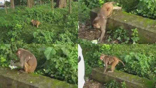 带着婴儿寻找食物的猴子高清在线视频素材下载