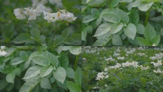 农业粮食种植土豆洋芋花叶特写高清在线视频素材下载