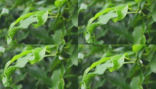 下雨天桂花树金桂八月桂花植物水滴升格高清在线视频素材下载