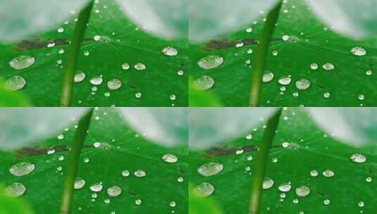 雨后荷叶上的露水珠高清在线视频素材下载