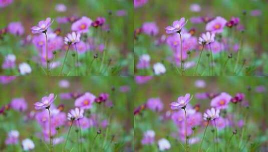 格桑花合集 格桑花海 野花盛开 格桑花升格高清在线视频素材下载