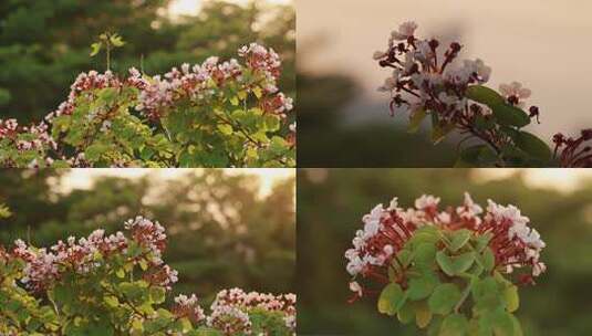 晨曦中的首冠藤高清在线视频素材下载