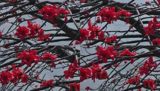 盛开的红色木棉花特写高清在线视频素材下载
