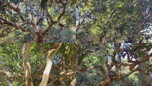 云南普洱茶百年古树实拍高清在线视频素材下载