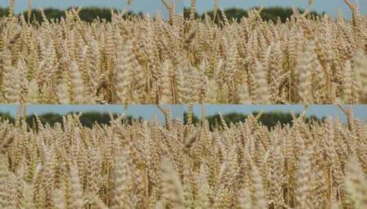 麦田里金色的麦穗在风中轻摆高清在线视频素材下载