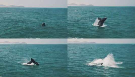 鲸鱼跃出水面然后落入水中高清在线视频素材下载