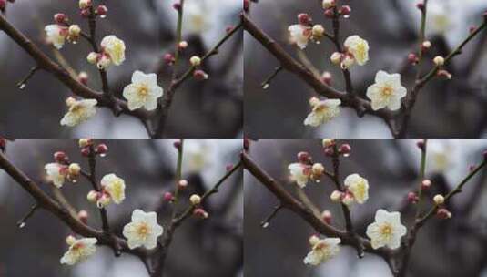 春天雨中的梅花花朵特写高清在线视频素材下载