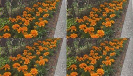 橙色菊花素材高清在线视频素材下载