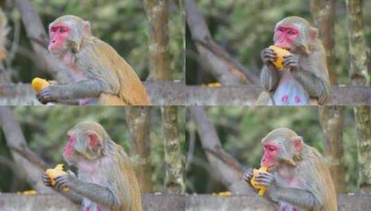 中国海南三亚吃食物吃水果的猴子小猴子高清在线视频素材下载