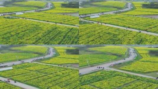 广安岳池现代农业园区油菜花海竖屏航拍高清在线视频素材下载
