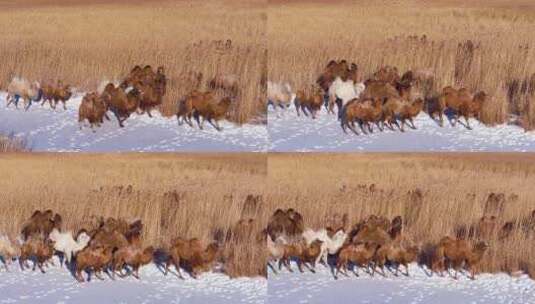 冬天草原上的骆驼高清在线视频素材下载
