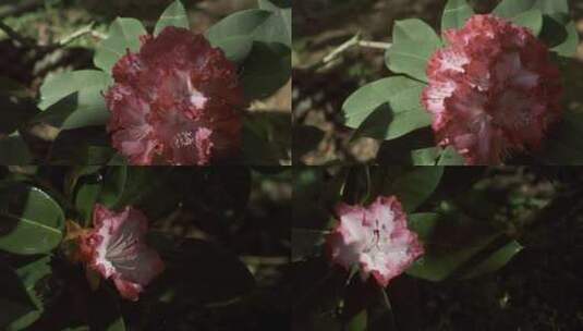 5K-杜鹃花开，雨中的杜鹃花，春暖花开高清在线视频素材下载