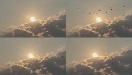 天空鸽子【120帧】阳光下天空一群鸟飞过高清在线视频素材下载