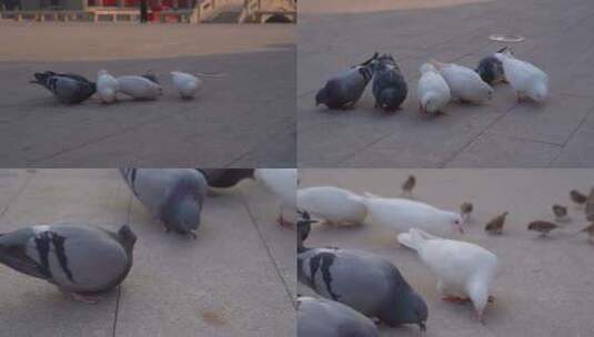 鸽子吃食物高清在线视频素材下载