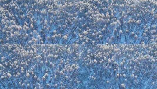鸟瞰蓝色雪原森林红树梢高清在线视频素材下载