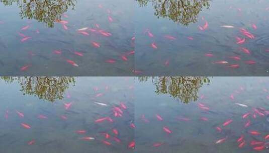 湖面树倒影与一群游动的红色鲤鱼高清在线视频素材下载