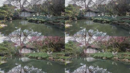 [冬去春来 花开延时] 杭州西湖曲院风荷高清在线视频素材下载
