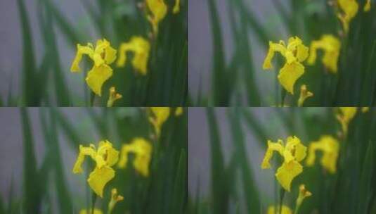（慢镜）下雨天美人蕉随风摇曳清新唯美高清在线视频素材下载