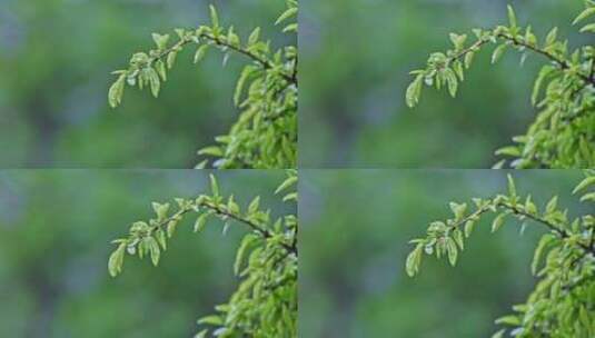 夏季下雨天山林植物树叶水珠特写高清在线视频素材下载