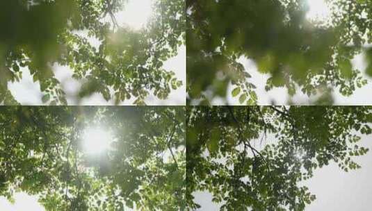 唯美慢镜头阳光穿过树叶高清在线视频素材下载