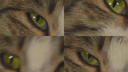 猫眼宏高清在线视频素材下载