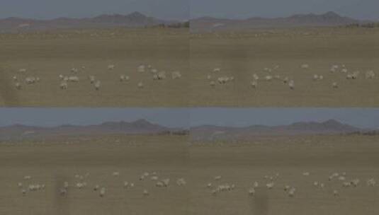 草原上的羊群（log模式）高清在线视频素材下载
