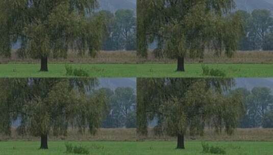 鹿，树，草，雾高清在线视频素材下载