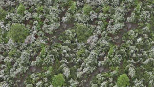 四川稻城亚丁漫山遍野的杜鹃花绽放于森林中高清在线视频素材下载