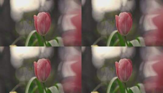 花，郁金香，花，茎高清在线视频素材下载