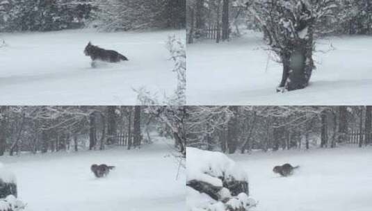 狗在森林的深雪中奔跑高清在线视频素材下载