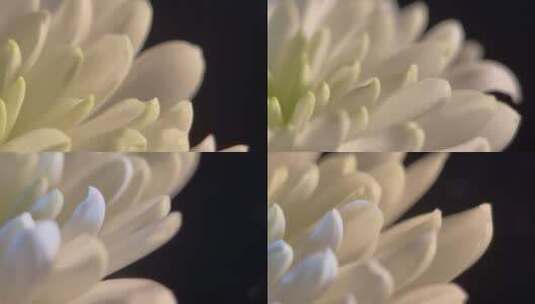 菊花清明鲜花花卉微距特写黑场背景4k (18)高清在线视频素材下载