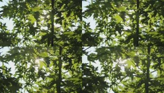 唯美小清新阳光树叶光影逆光绿色叶子高清在线视频素材下载