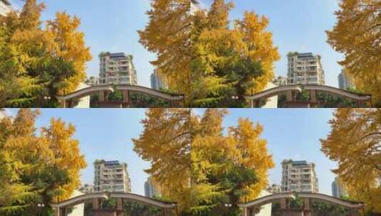 实拍四川成都某小区初冬的银杏树高清在线视频素材下载