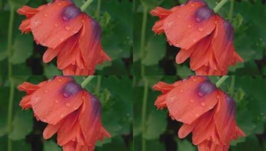 露水附着的花朵特写高清在线视频素材下载