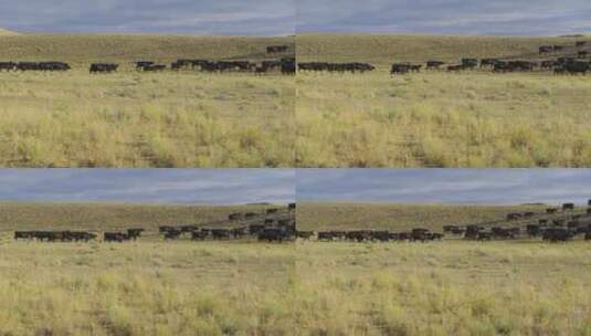 清晨蒙大拿州一群牛在草原上奔跑吃草高清在线视频素材下载