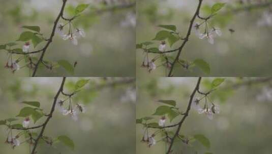 樱花飘落高清在线视频素材下载