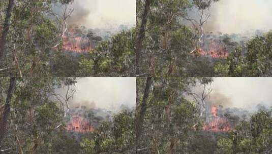 澳大利亚场大规模野火地区燃火高清在线视频素材下载