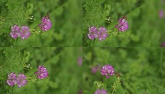 1080p-蜜蜂在花丛中采花蜜（有竖屏）高清在线视频素材下载