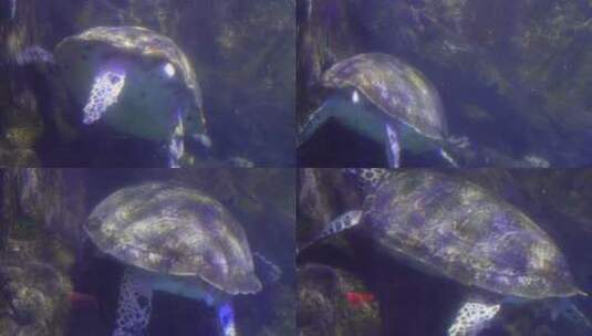 【镜头合集】海洋馆大海龟海洋生物高清在线视频素材下载
