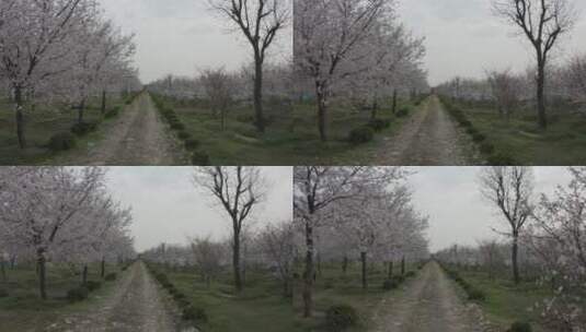溧阳成片的樱花航拍高清在线视频素材下载