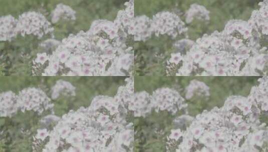 花卉种植LOG视频素材高清在线视频素材下载