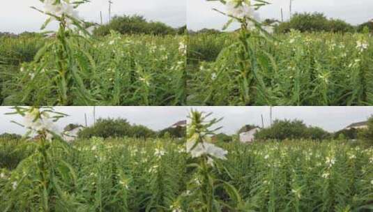 农村种植芝麻作物4k视频有机芝麻高清在线视频素材下载