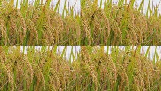 秋天成熟的水稻稻穗高清在线视频素材下载