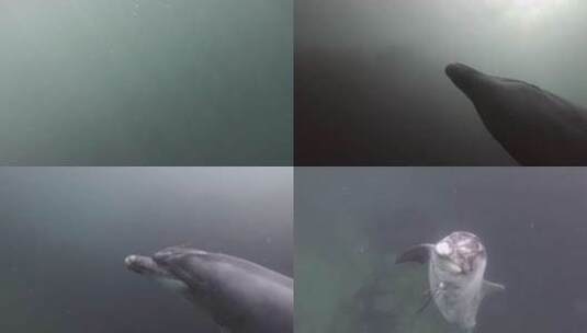 大西洋潜水水下拍摄海豚玩耍高清在线视频素材下载
