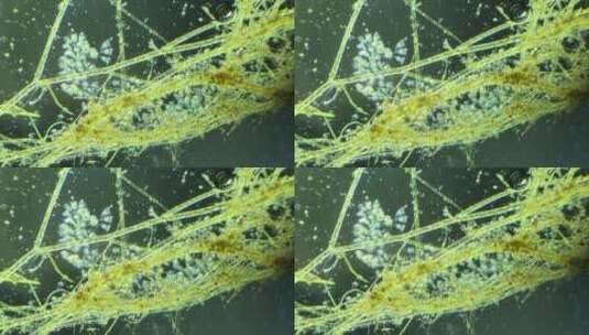 生命科学纪录片素材，显微镜下的生物钟虫2高清在线视频素材下载