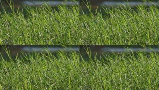 湿地上摇拽的一片绿草水草高清在线视频素材下载