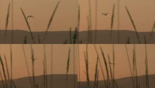 黄昏夕阳下大雁翱翔在空中高清在线视频素材下载