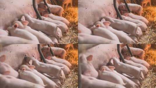 猪 养猪 活猪 生猪高清在线视频素材下载