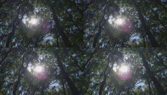 阳光森林4K实拍视频 (24)高清在线视频素材下载