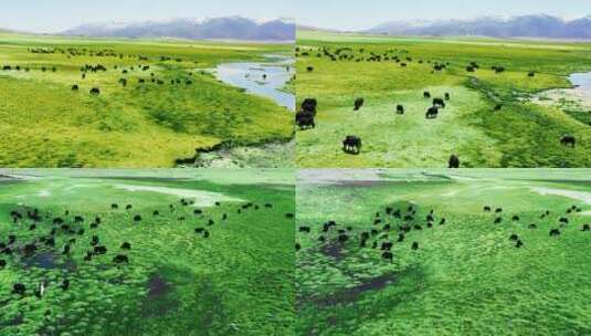 4K青藏高原草原航拍素材高清在线视频素材下载